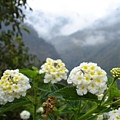 百花開放...群山環繞著雲海