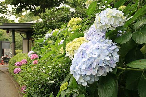 六月這季節在東京到處開滿了這種花..是繡球花嗎