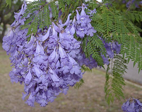 758px-Jacaranda_mimosifolia_flowers_and_leaves