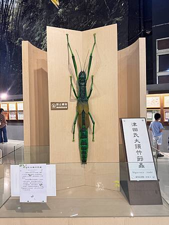 遊記。嘉義大學昆蟲館
