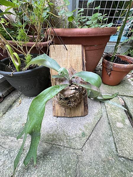 食記。肚烏。 食記。肚烏。