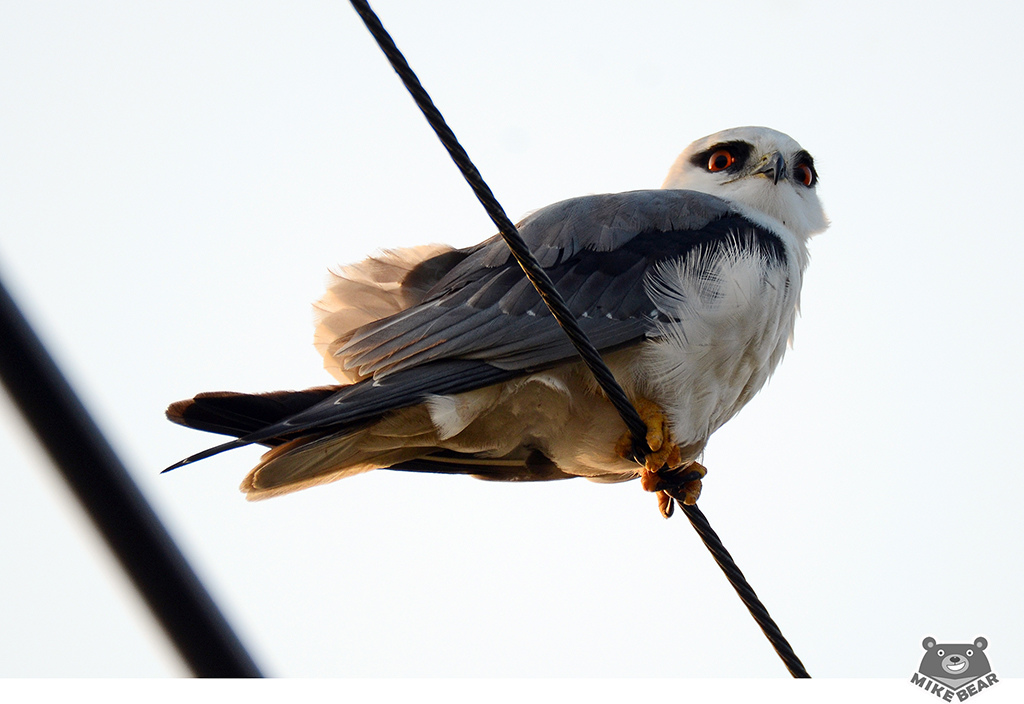 2019 年影像回顧 Mike Bear 麥克熊愛拍照 痞客邦