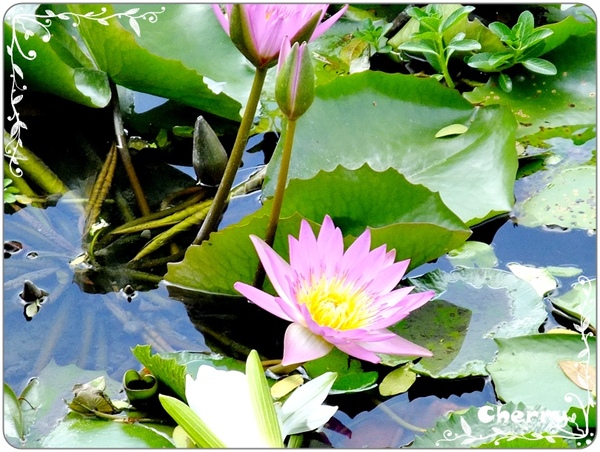 蓮池潭一定要有的蓮花