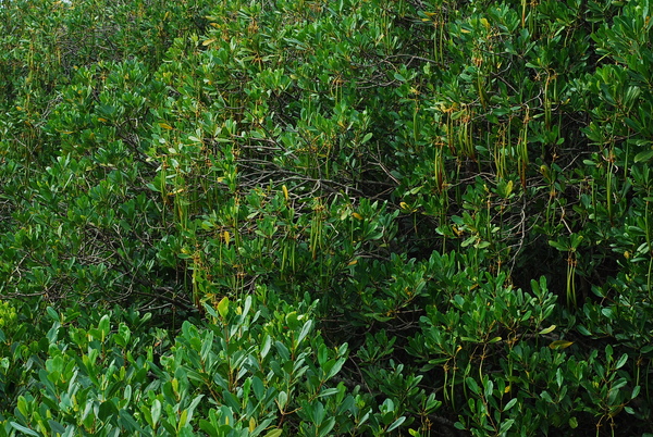 水筆仔樹林