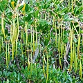 水筆仔樹林