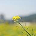 大佳河濱公園