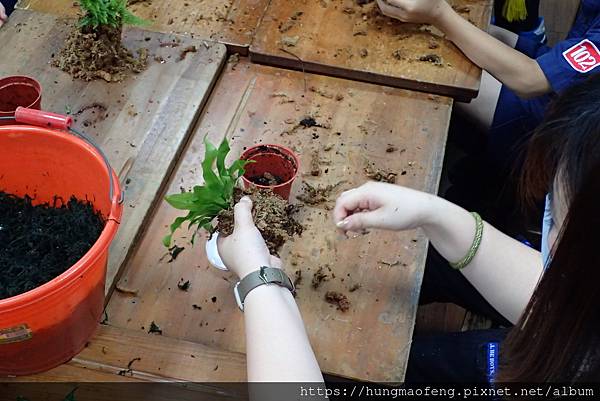 112 年母親節 --- 童子軍植物上板植栽 DIY／林口三