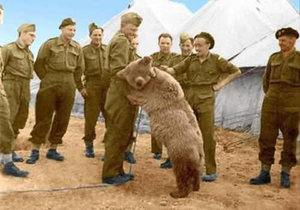 參加過二戰的熊5