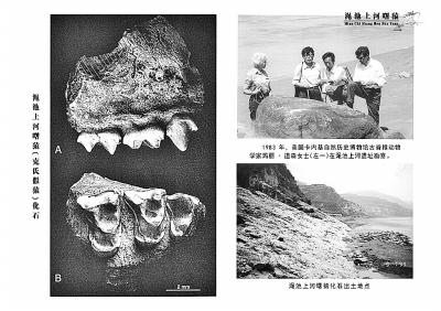 澠池曙猿化石 澠池曙猿化石