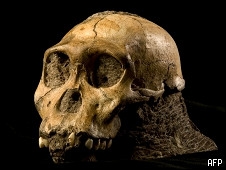 史前物種頭骨化石