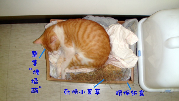 烤橘貓便當.jpg 烤橘貓便當.jpg