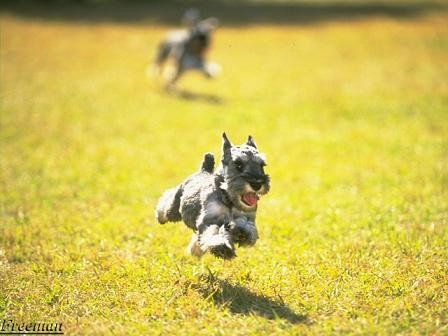 Miniature Schnauzer迷你雪那瑞