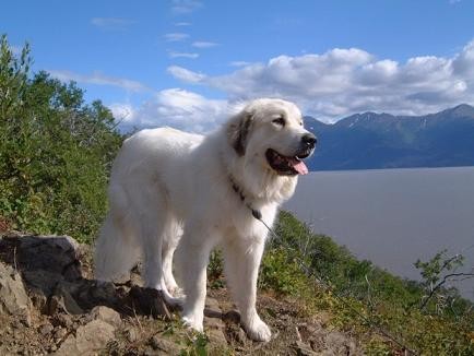 Pyrenean Mountain Dog 大白熊