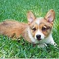 Welsh Corgi 威爾斯科基犬