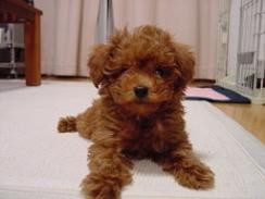 Toy Poodle 玩具貴賓