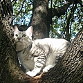 爬樹貓
