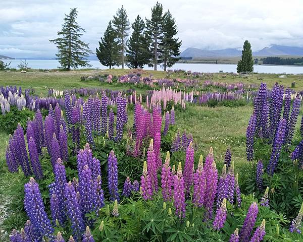 IMG20171127063717 (1).JPG IMG20171127063717 (1).JPG