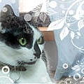 BG_cat_bibi_20081211