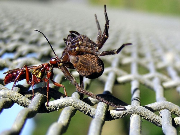 800px-Wasp_and_spider_02.jpg