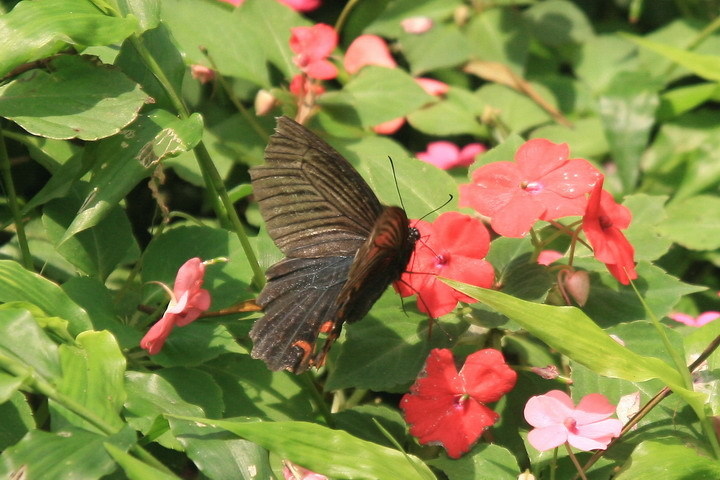 黑鳳蝶，攝影於樹林大棟山