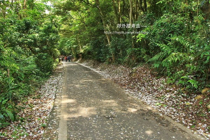 三義桐花走廊，滿地白花讓人心曠神怡