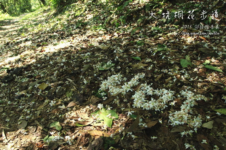 大坑桐花步道桐花季時成白色花毯