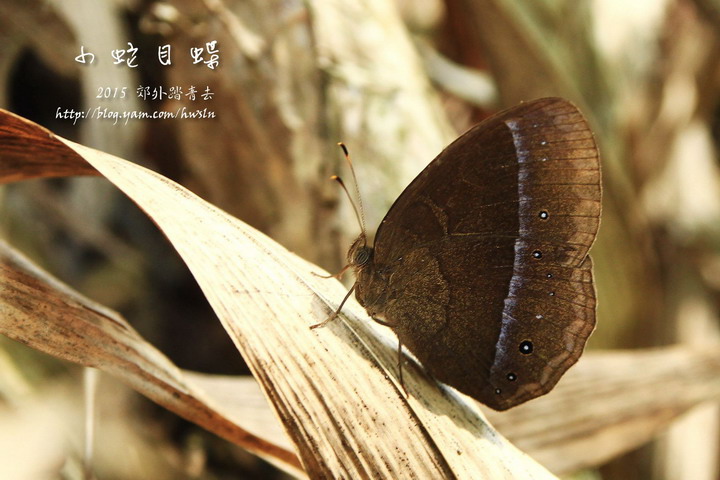 小蛇目蝶(眉眼蝶)，低溫型，眼紋較小