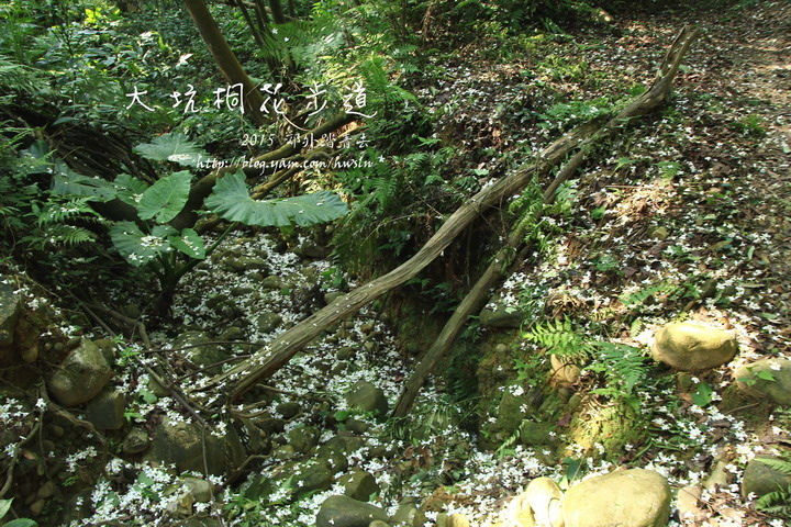 大環線高低起伏上下不定，還能欣賞桐花美景