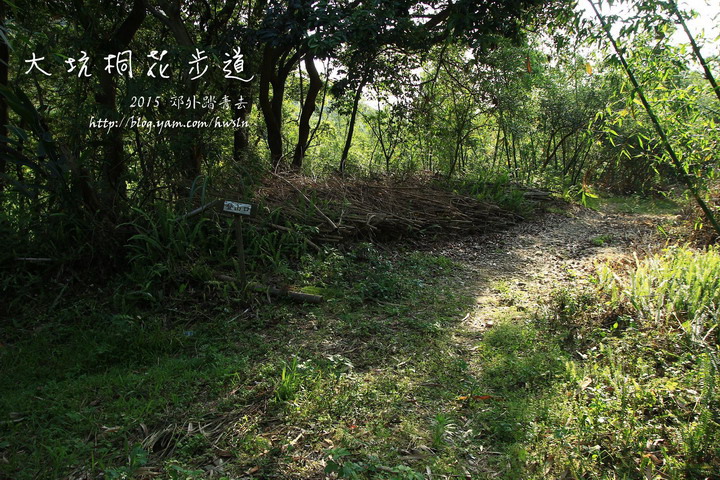 大坑桐花步道