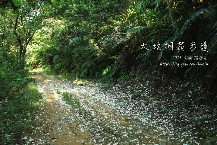 大坑桐花步道在桐花盛時分，到處都是白雪美景