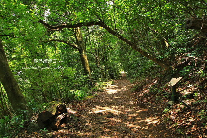 橫嶺古道綠意蒼翠、幽林原始