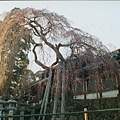 奈良冰室神社004.jpg