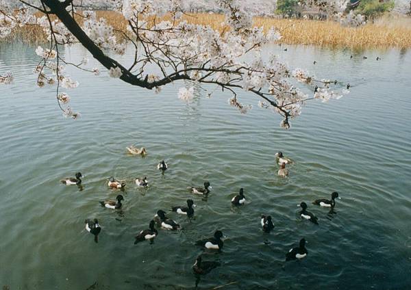 上野公園不忍池.jpg