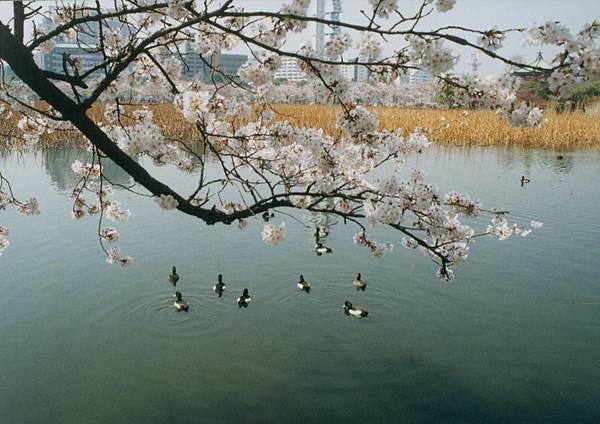 上野公園不忍池001.jpg