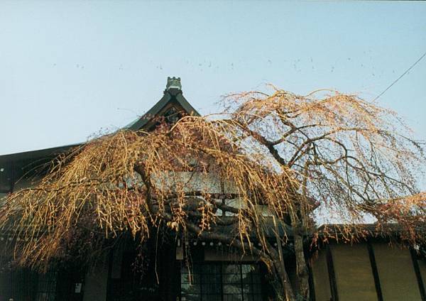 奈良冰室神社001.jpg