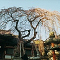 奈良冰室神社002.jpg