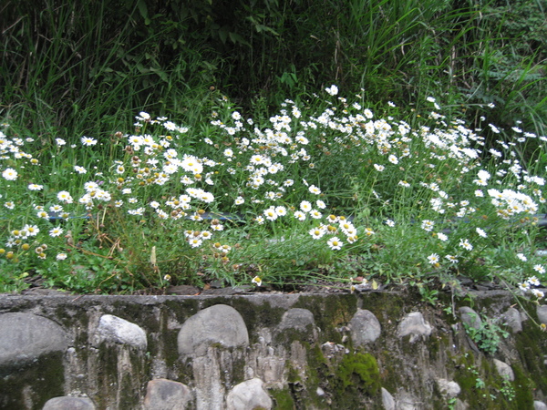 2007清境風車節