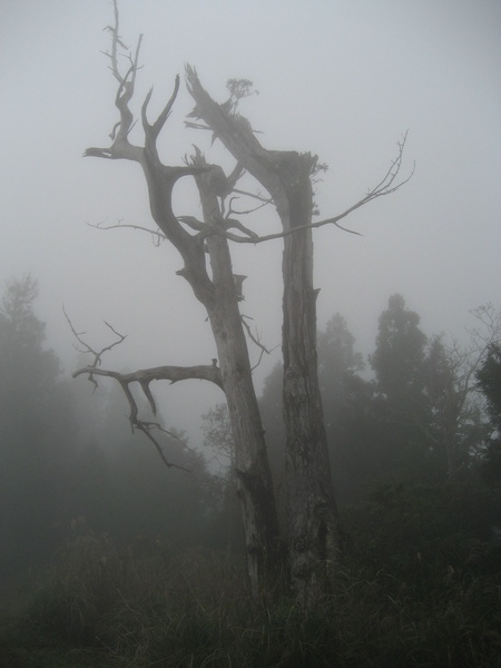 上太平山途中亂照