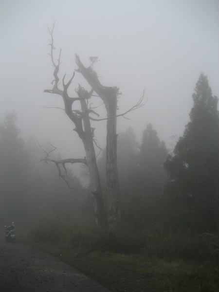 上太平山途中亂照