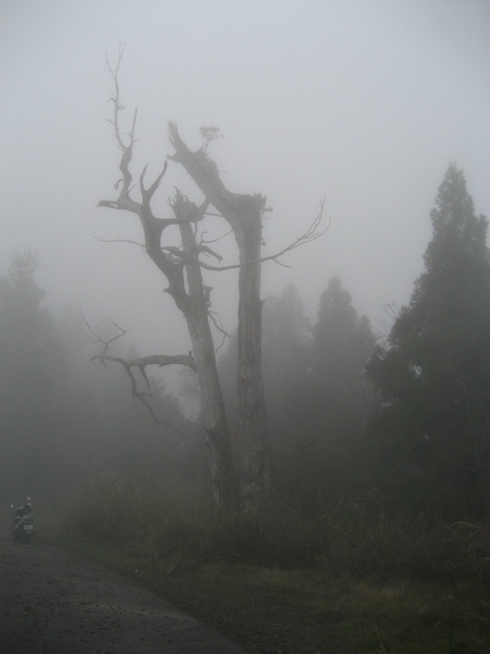 上太平山途中亂照