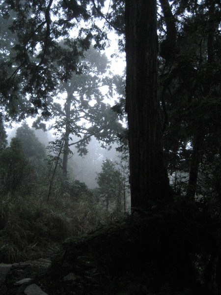 望洋山步道