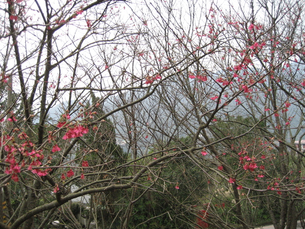 2008陽明山花季