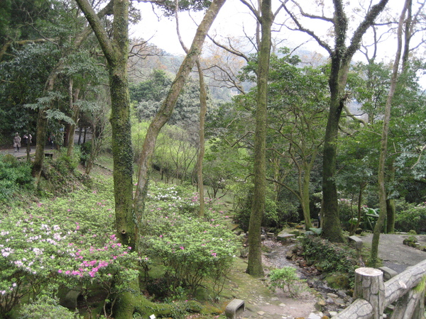 2008陽明山花季