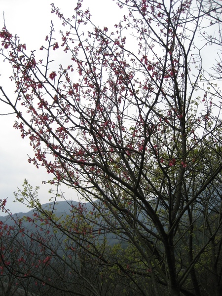 2008陽明山花季