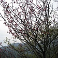 2008陽明山花季