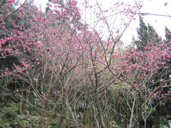 2008陽明山花季