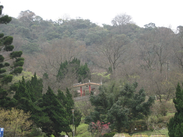 2008陽明山花季