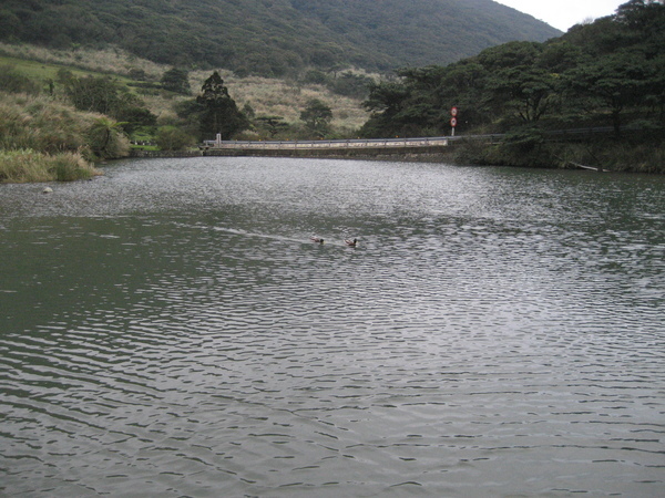 2008陽明山花季