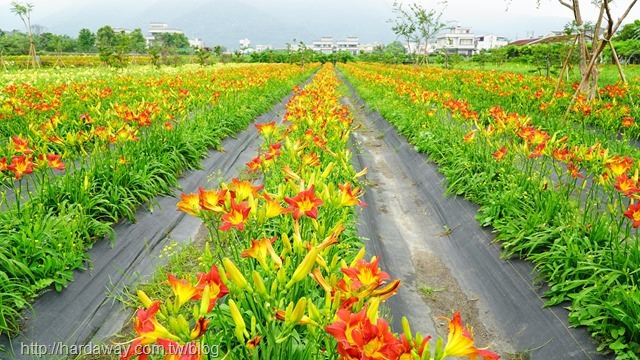 嘉德萱草花田