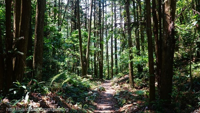 八仙山森林遊樂區步道